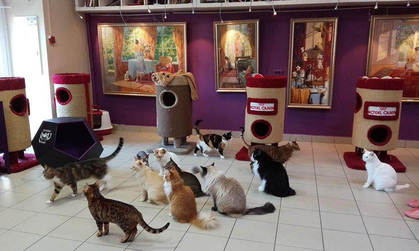 Кафе «Республика кошек»